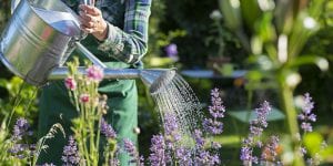 Watering a garden