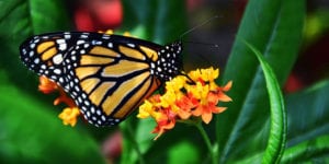 Monarch butterfly on milkweed