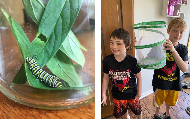Monarch caterpillar with leaves, and two boys with butterfly cage
