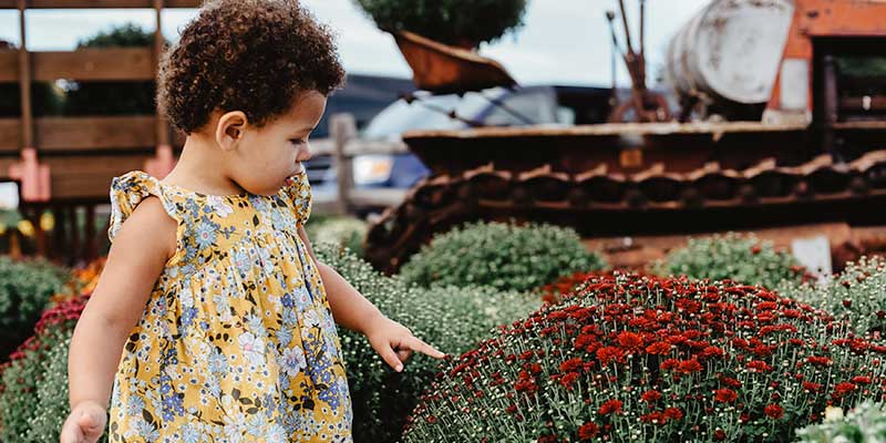 Toddler touching a flower on a bush