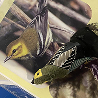 A black-throated green warbler next to a fabric bird