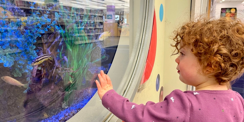 Child reaches out at fish tank.